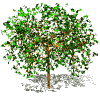 tree.gif (11934 octets)